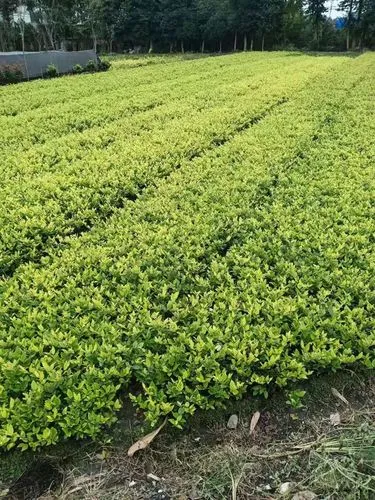 椒江空中院子绿化工程